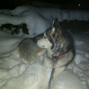 Meet your Posher, Alex